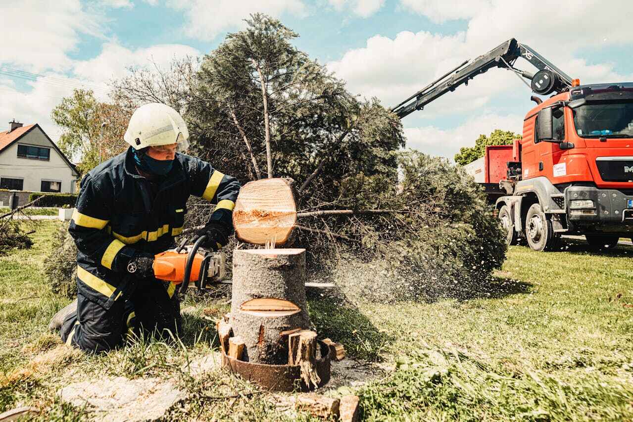 Best Residential Tree Removal  in USA